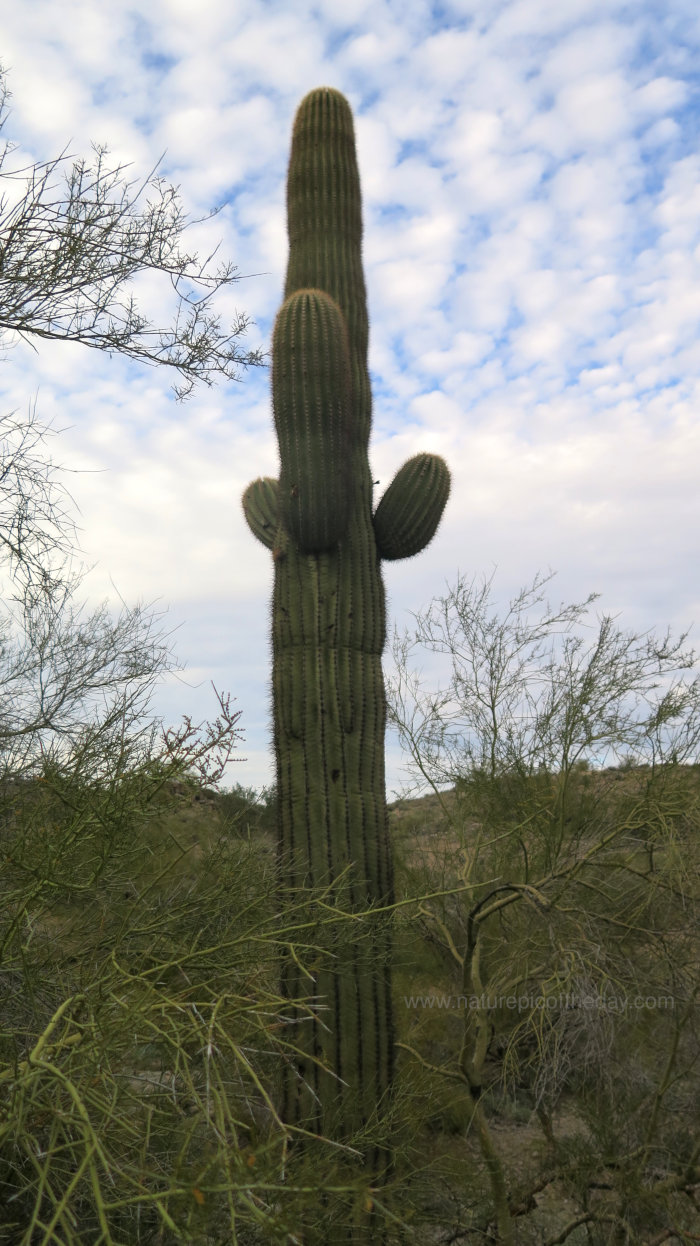 Cactus in Phoenix