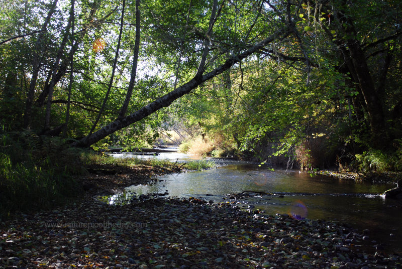 Creek in Washington State