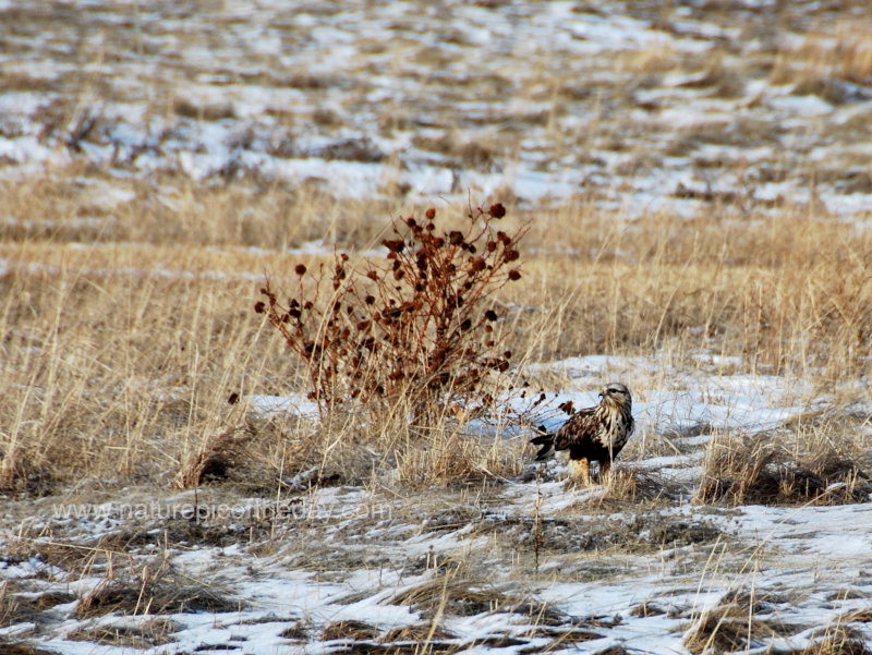 Hawk in a snowy field.