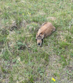 Antelope in Montana