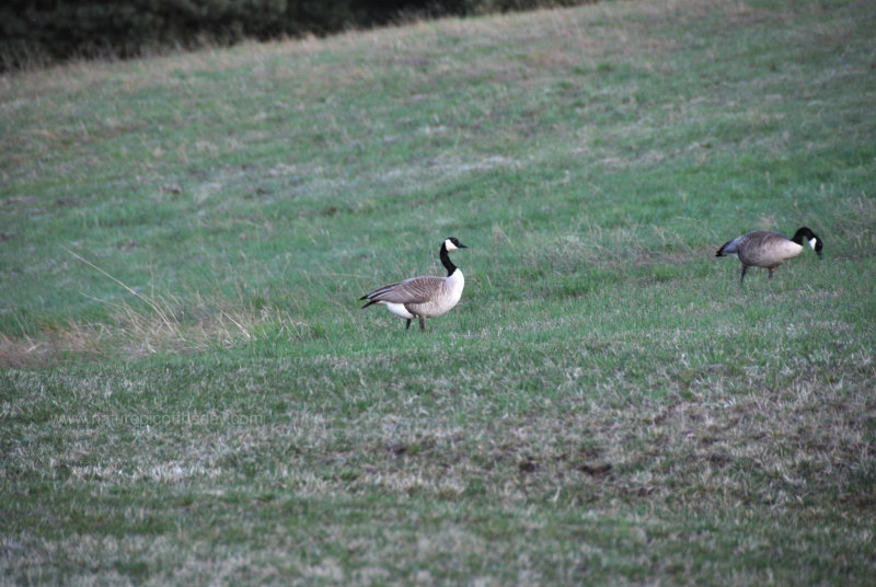 Canada Geese