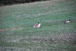 Canada Geese