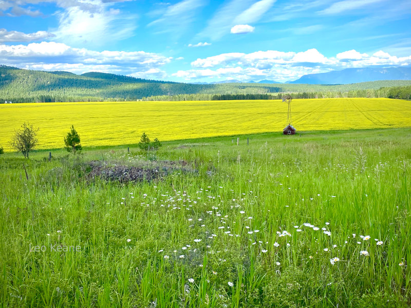 Canola in Montana