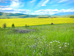 Canola in Montana