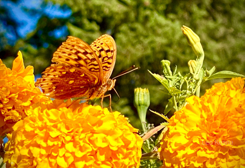 Fritillary Butterfly