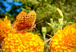 Fritillary Butterfly