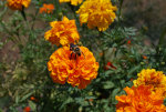 Bumble bee on a flower.