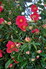 Flowers at Whitney Gardens