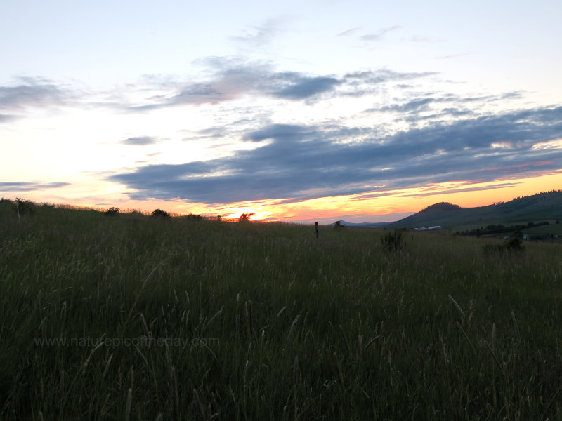 Green fields of grass