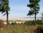 Palouse in Washington