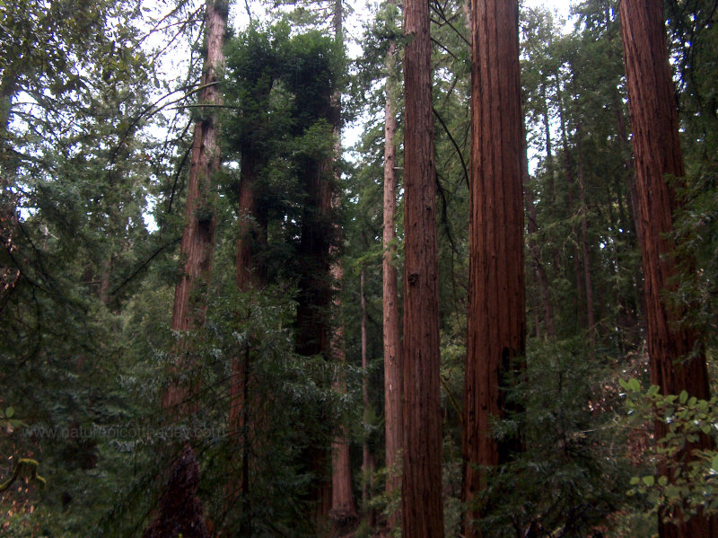 Muir Woods