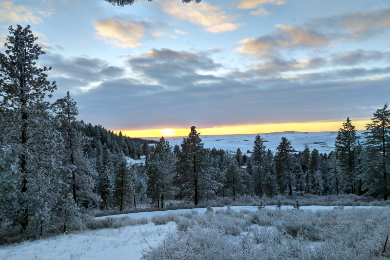 Snowfall on the Palouse