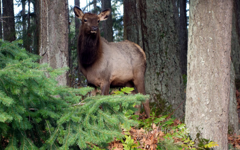 Elk in Washington