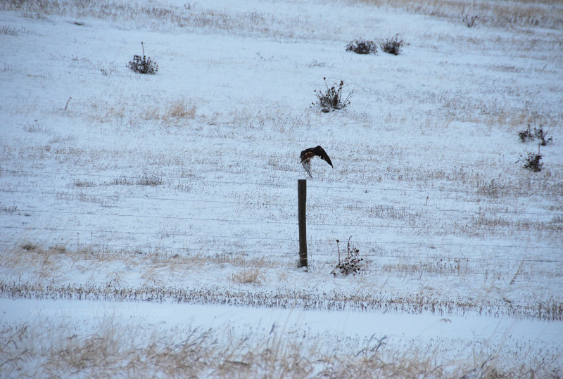 Hawk jumping off a fence post.