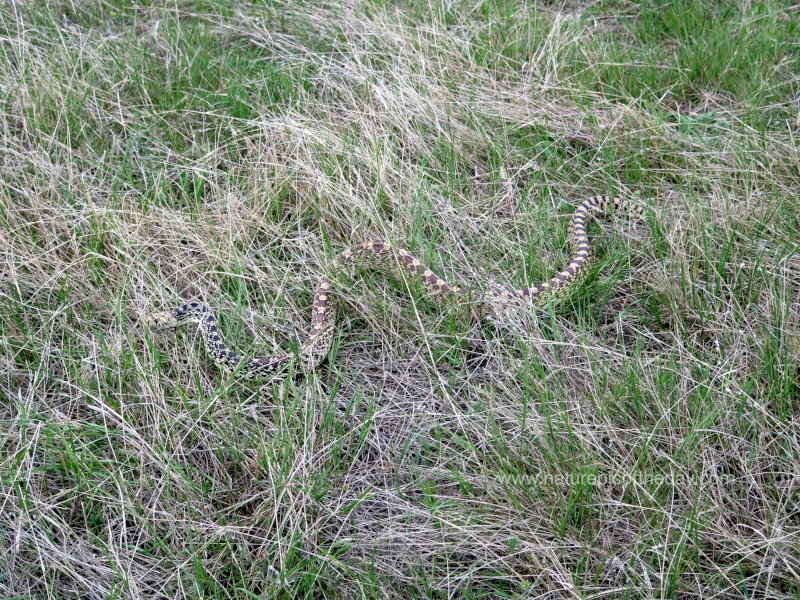 Bull Snake in Montana