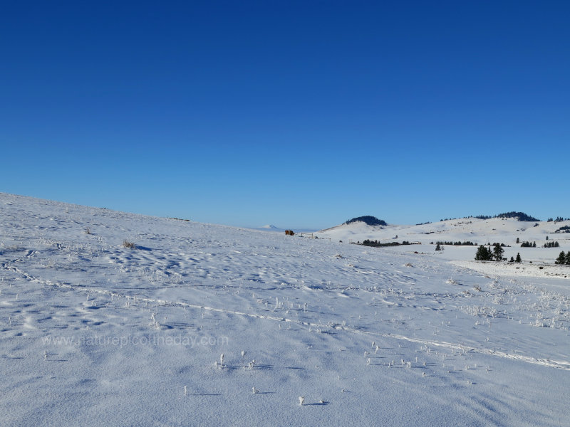 After a Snowstorm on the Palouse