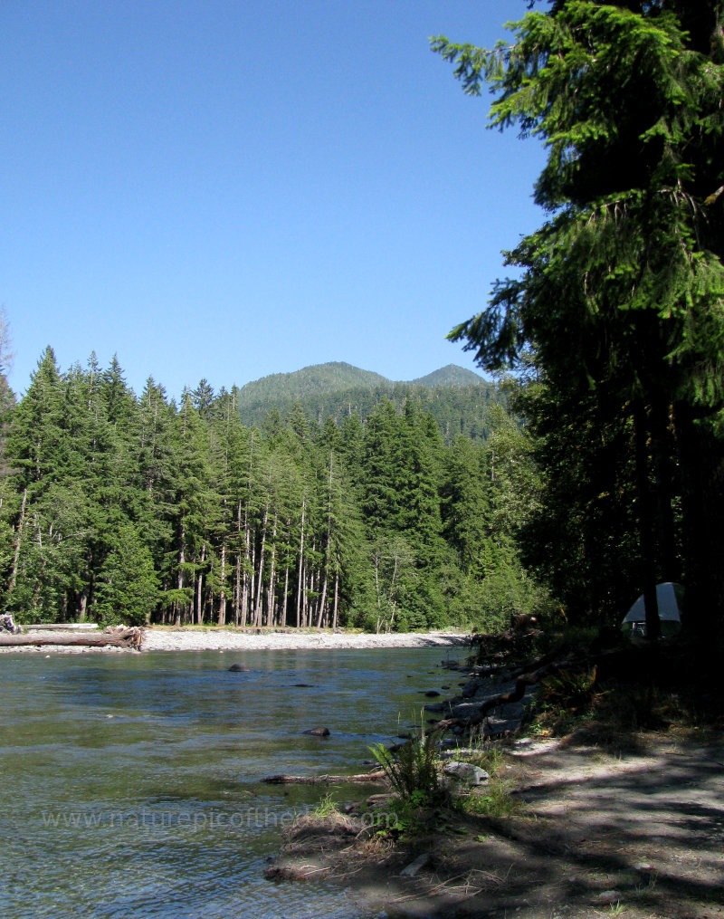 Quinault River