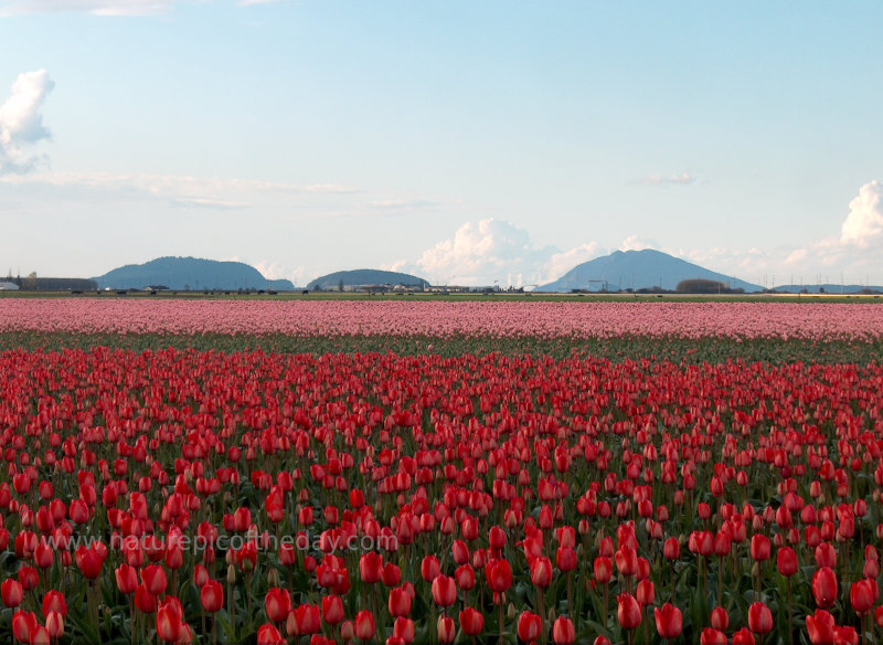 Skagit Valley