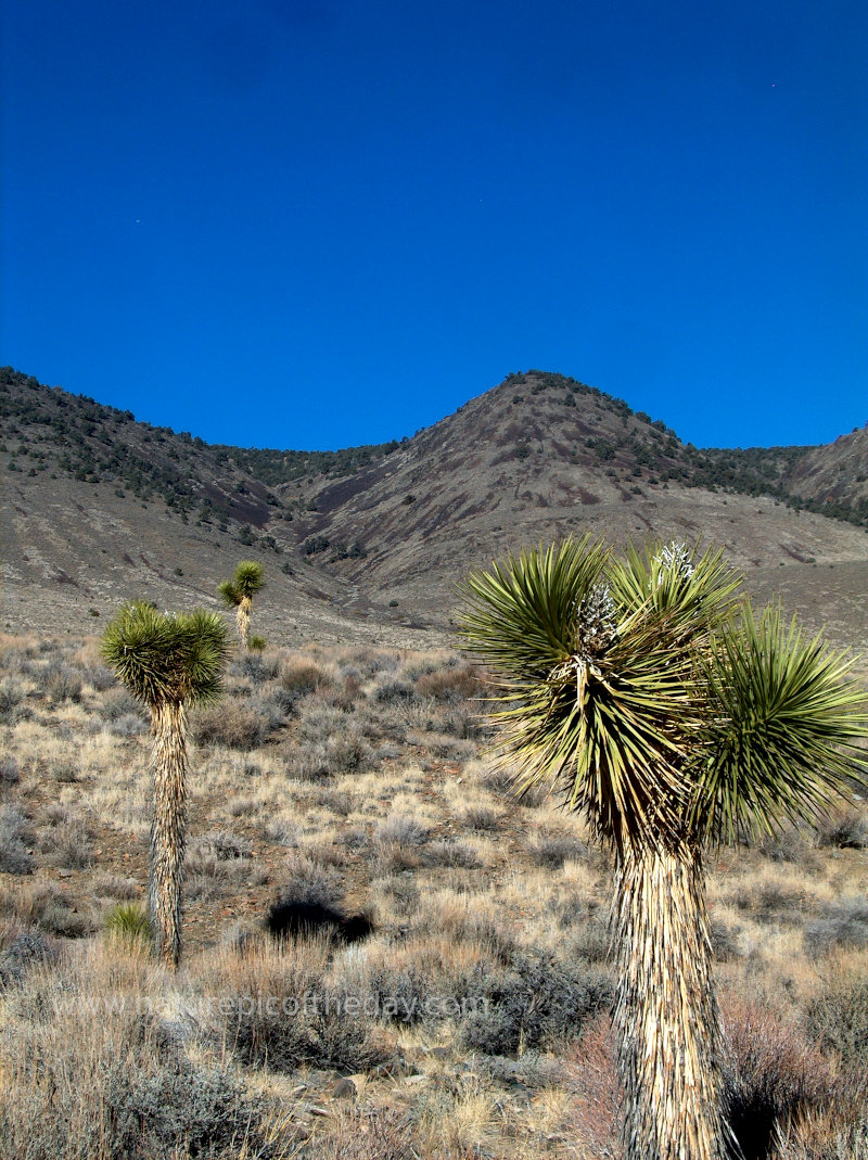 Joshua Trees in California