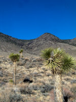 Joshua Trees in California