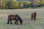 Miniature Ponies in Australia.