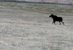 Moose in Idaho