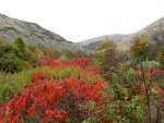 Fall colors in Idaho