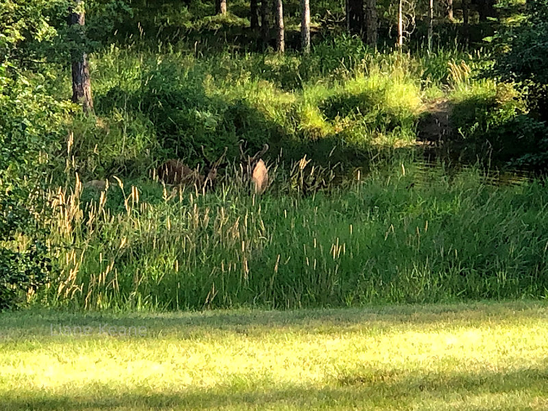 Visitors to the pond