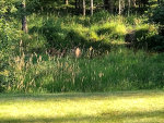 Visitors to the pond