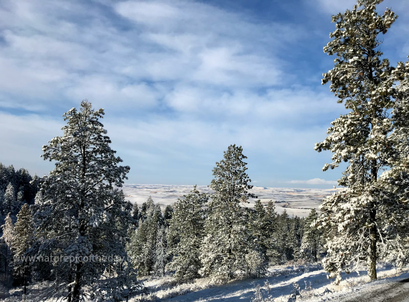 Sunlight after a fresh snowfall.