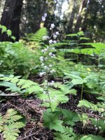 Wildflowers in the Forest in Idaho