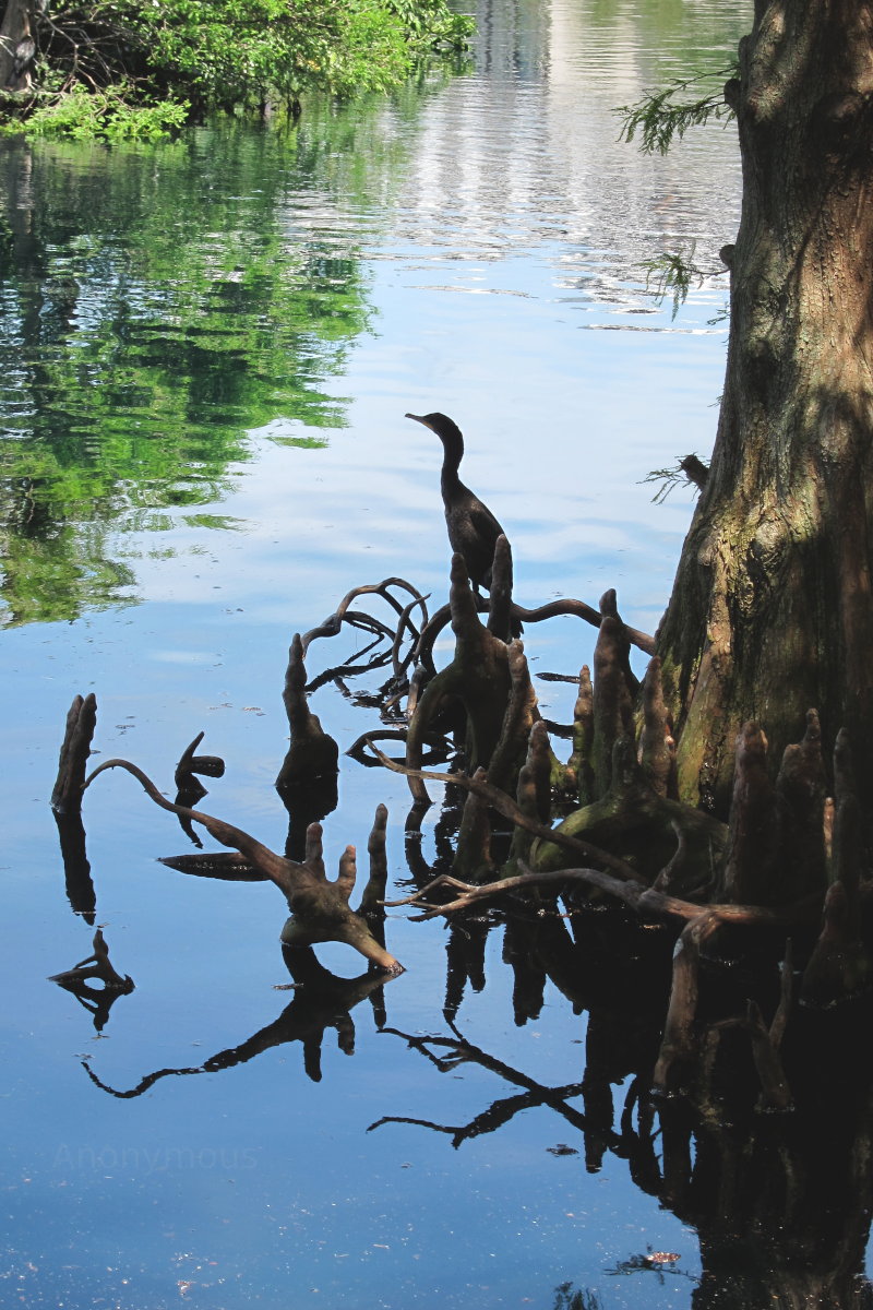Water Fowl on Cyprus Tree at Lake Eola, Orlando, Florida   
