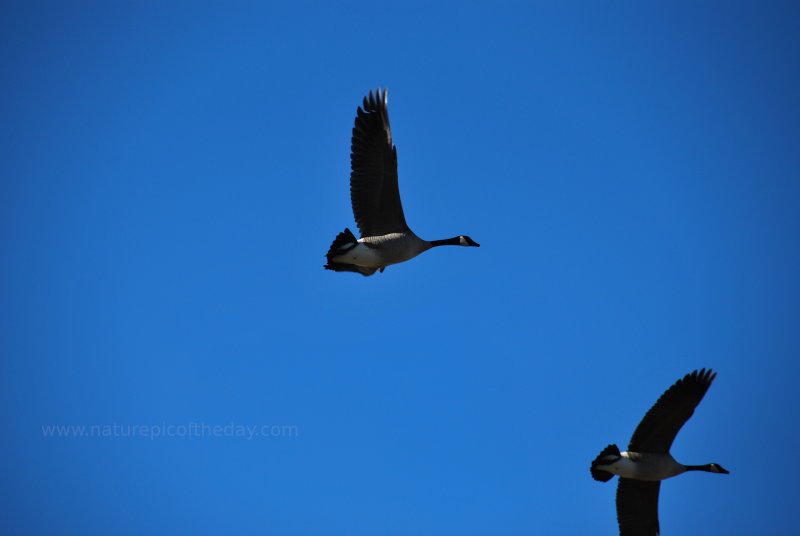 Geese in flight