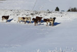 Cows on a frozen pond.