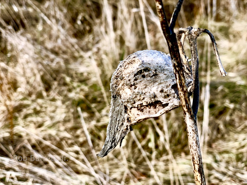 Milkweed 