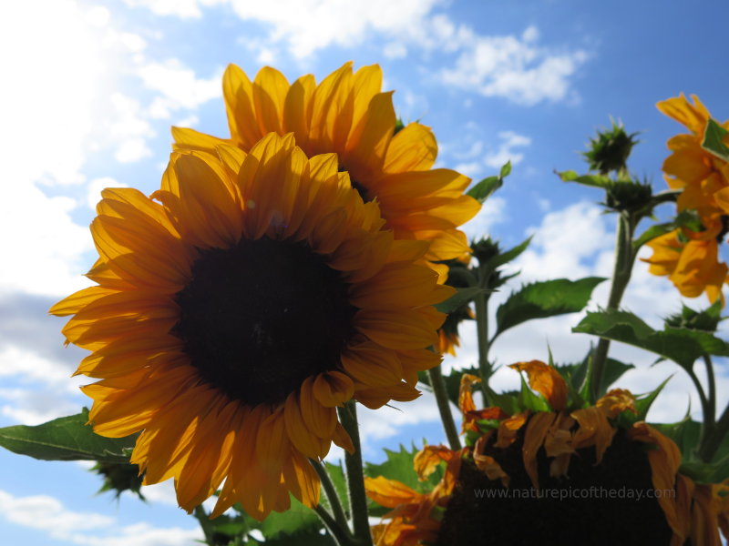 Large sunflowers 