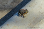 Frog in Mildura, Australia