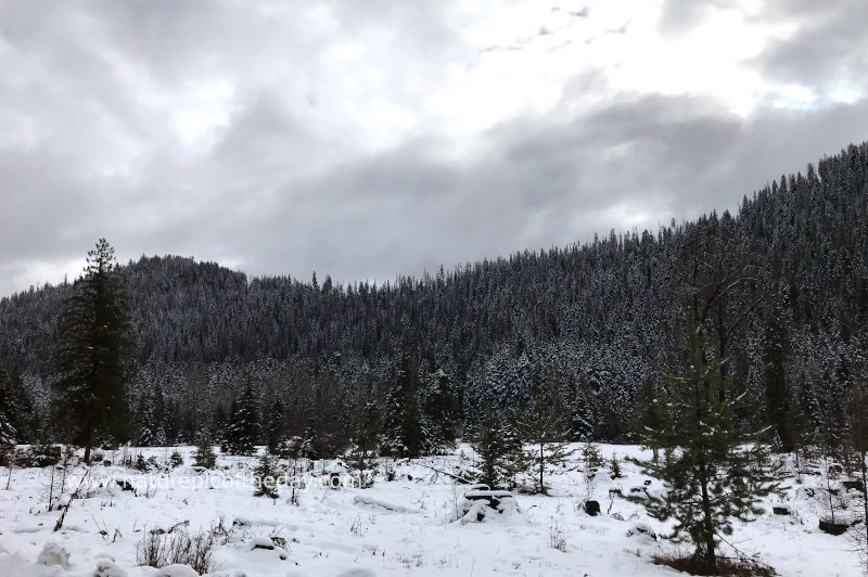 Snow covered forest.