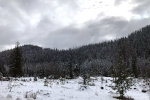 Snow covered forest.