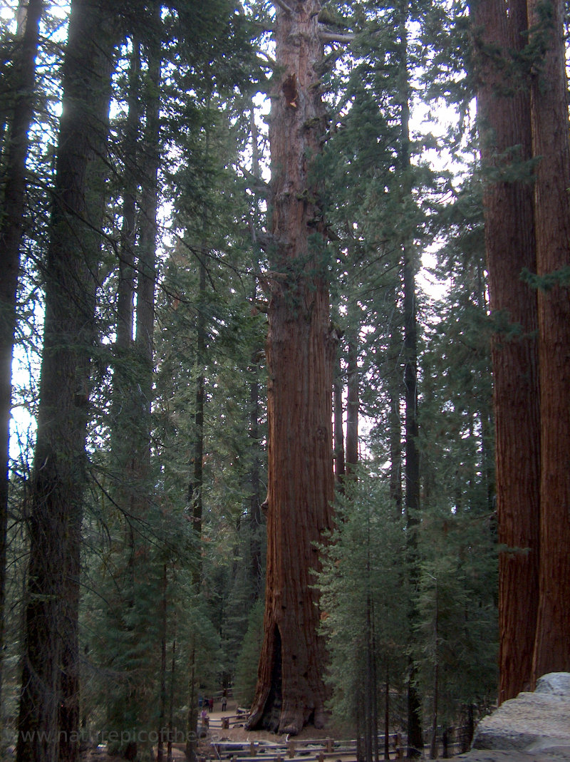 General Sherman Sequoia