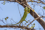 Lizard in Oman