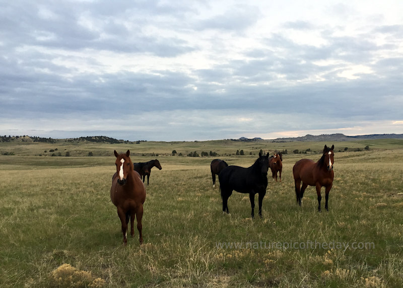 Horses in Eastern Montana