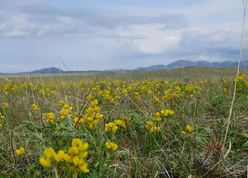 Prairie Flowers in Montana