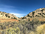 Sage and Juniper bushes in Wyoming