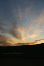 Bird enjoys a beautiful sunrise.