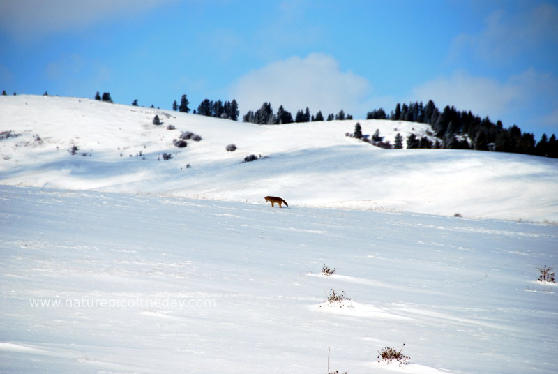 Coyote hunting mice in the snow.