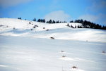 Coyote hunting mice in the snow.