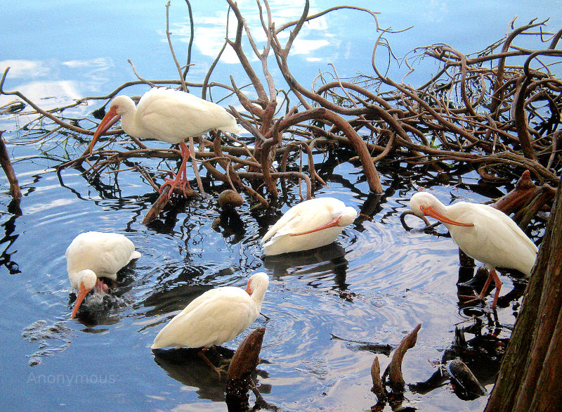 White Ibises at Lake Eola, Orlando, Florida