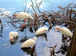 White Ibises at Lake Eola, Orlando, Florida