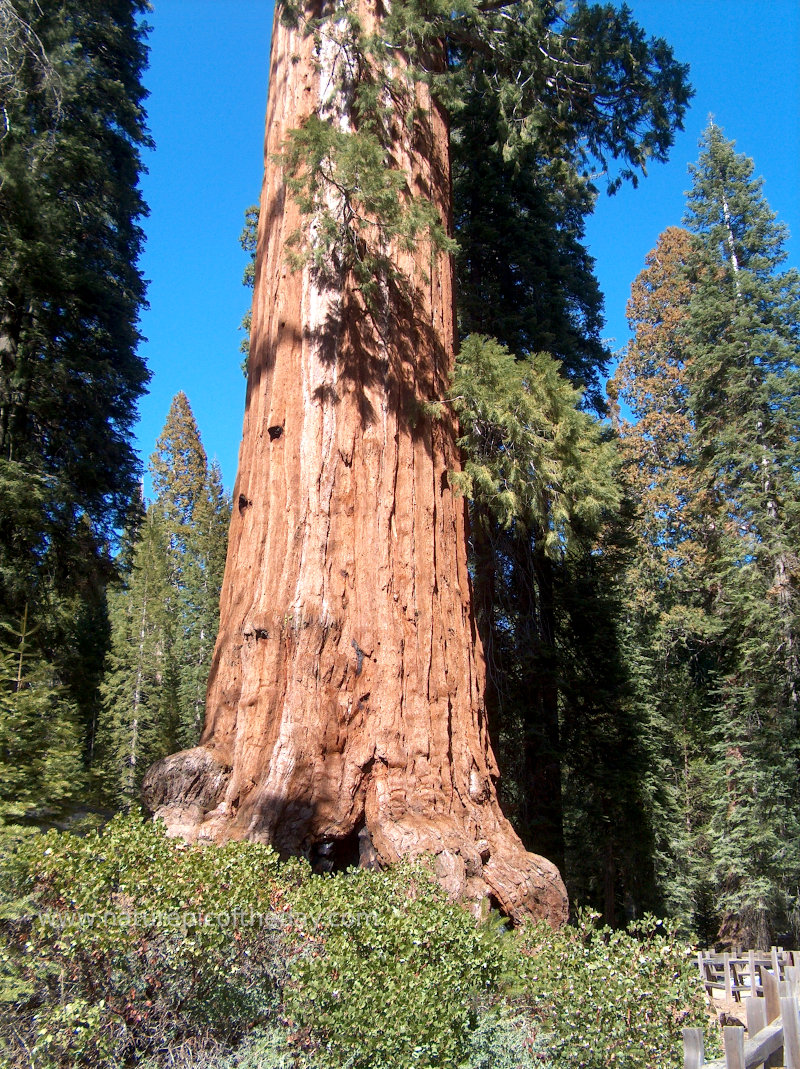Sequoia Redwood in California